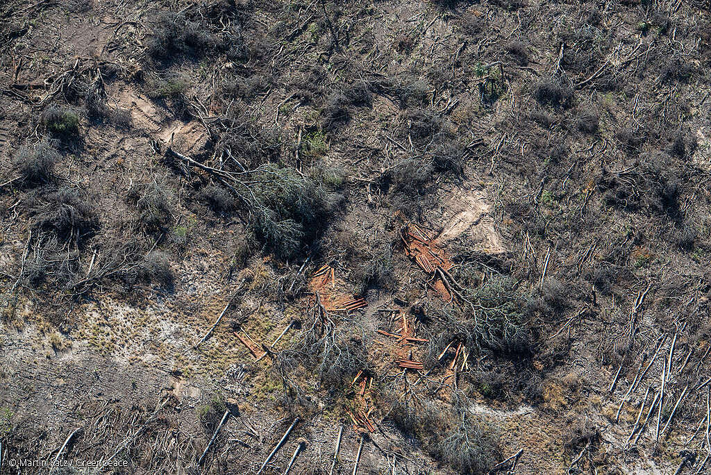 Toma aérea que muestra el impacto de la deforestación en el hábitat natural de Jaguar en Argentina.
