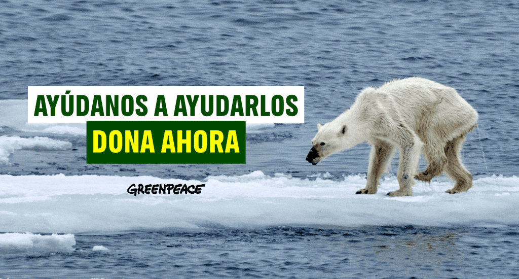 Fotografía de un oso polar desnutrido en un pequeño bloque de hielo, con el texto "Ayúdanos a ayudarlos, dona ahora" Fotografía de un oso polar desnutrido en un pequeño bloque de hielo, con el texto "Ayúdanos a ayudarlos, dona ahora"