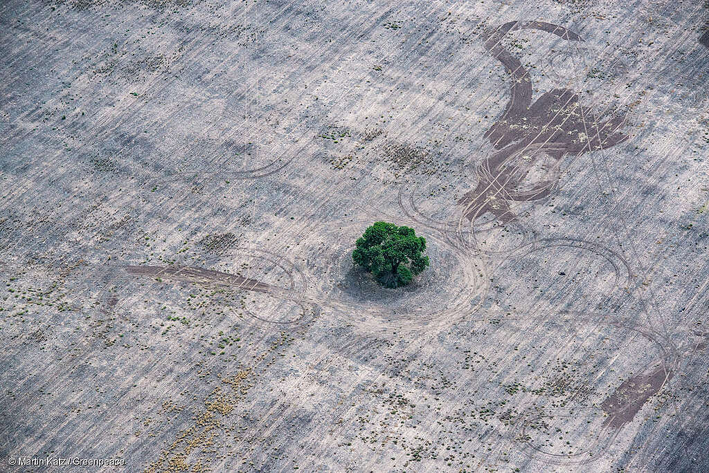 Toma aérea de la deforestación para la agricultura y la ganadería en la provincia del Chaco, Argentina. Se observa un sólo árbol en medio de la nada. Toma aérea de la deforestación para la agricultura y la ganadería en la provincia del Chaco, Argentina. Se observa un sólo árbol en medio de la nada.