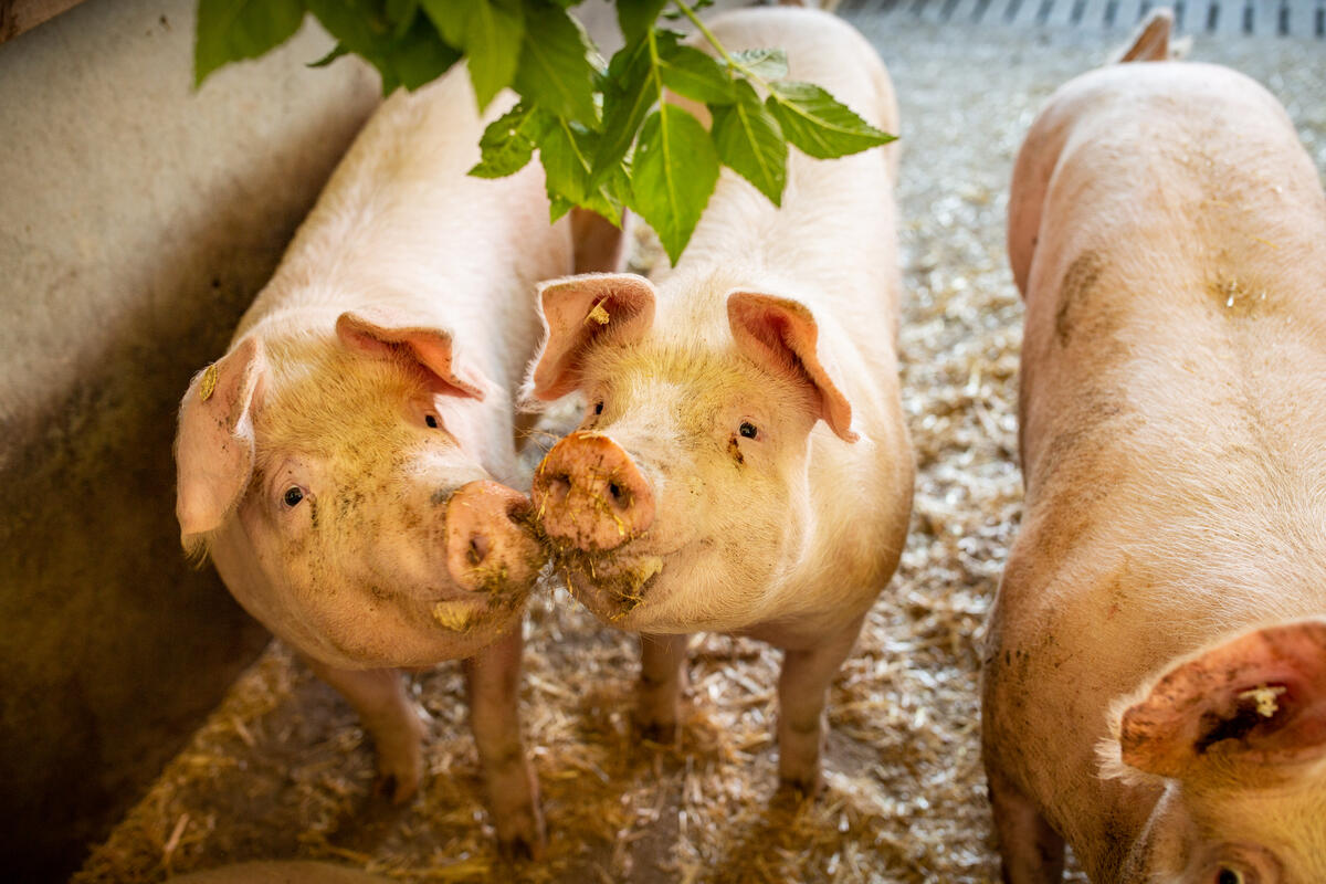 Pigs In Open Stalls in Lower Saxony, Germany. © Maria Feck / Greenpeace