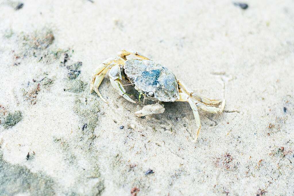 Fotografía de un cangrejo azul sobre la arena.