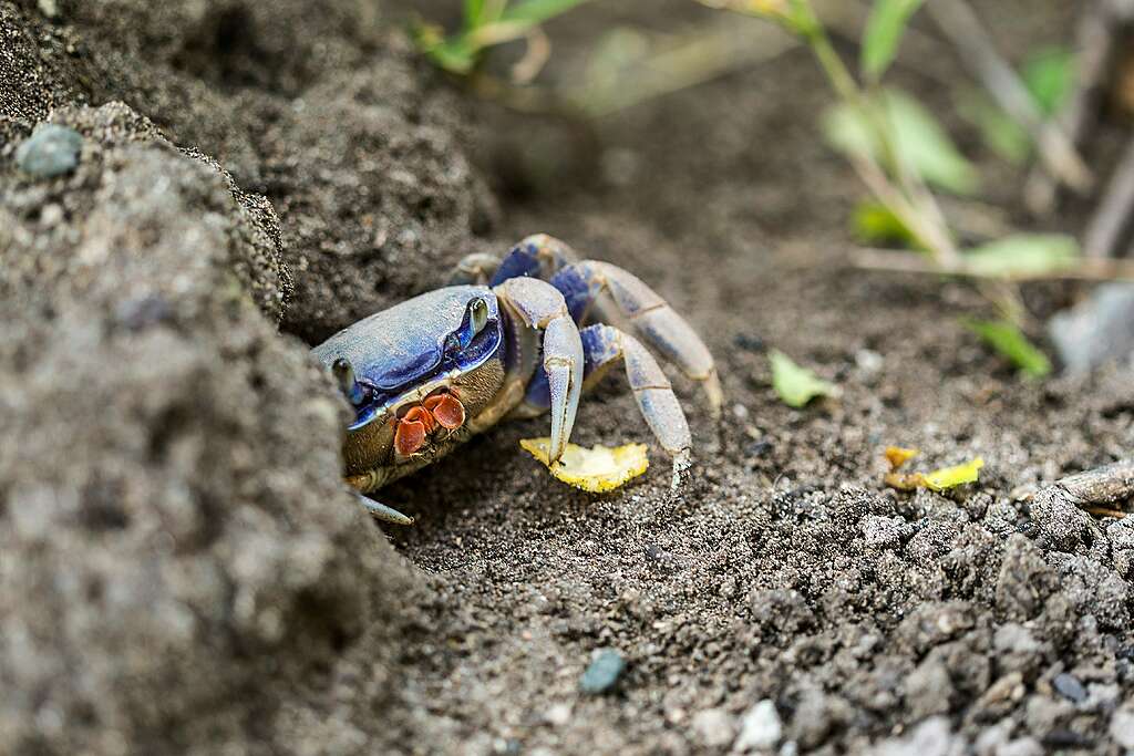 Fotografía de un cangrejo azul entre piedras.