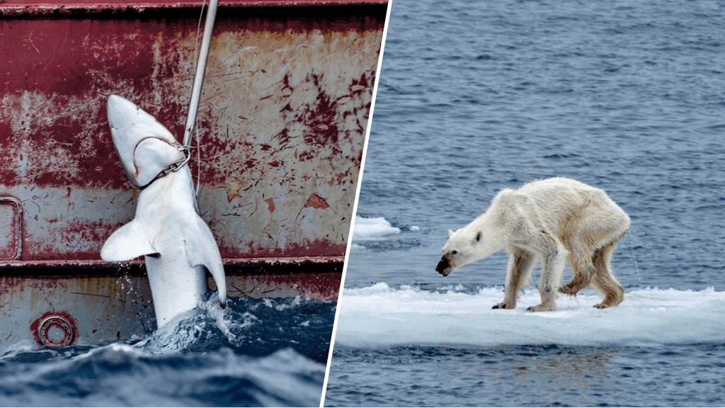 Tiburón muerto y oso polar desnutrido Tiburón muerto y oso polar desnutrido