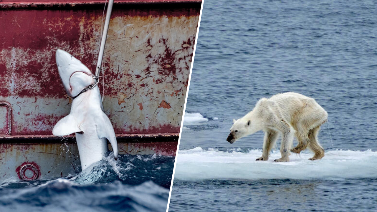 ¿Por qué tantos animales están en peligro de extinción? Estas son las causas más alarmantes