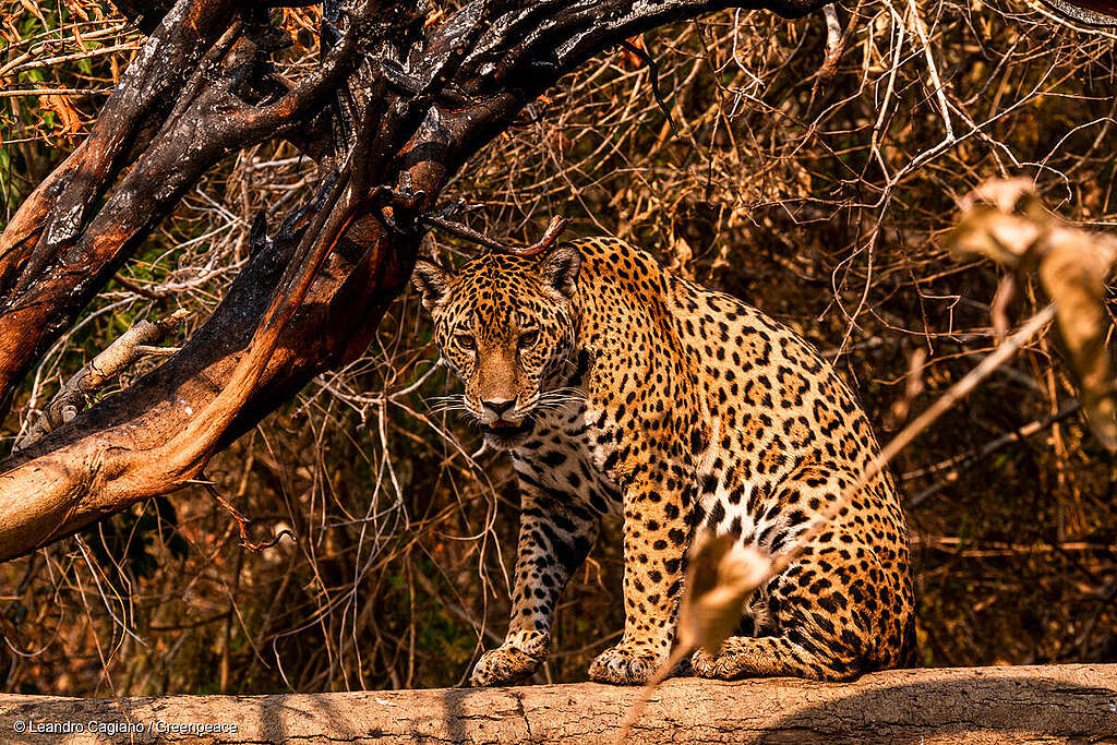 Jaguar (Panthera onca) en el Pantanal, Brasil, sobre el tronco de un árbol. Jaguar (Panthera onca) en el Pantanal, Brasil, sobre el tronco de un árbol.