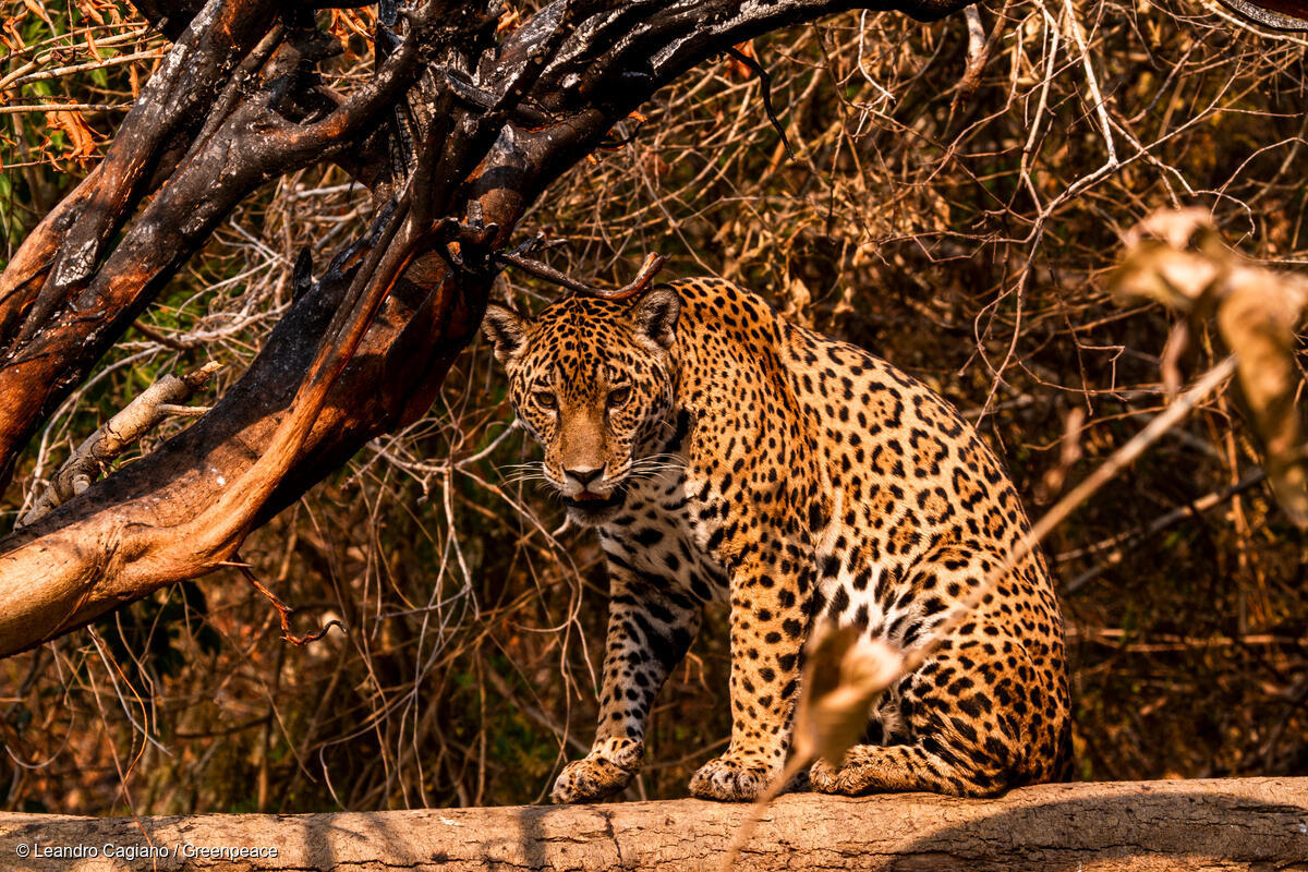 Datos curiosos del jaguar: dónde vive, características y amenazas en América Latina