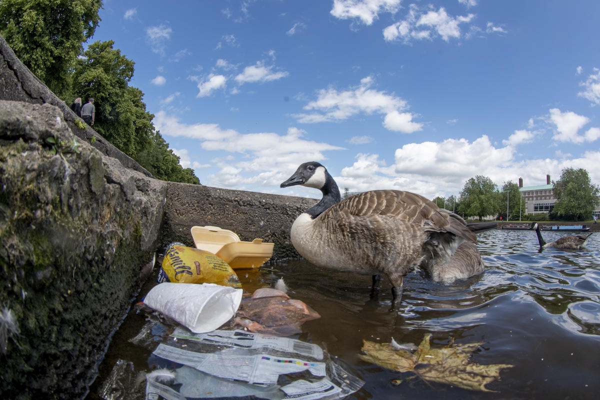 Canada Goose in the River Trent. © Jack Perks / Greenpeace