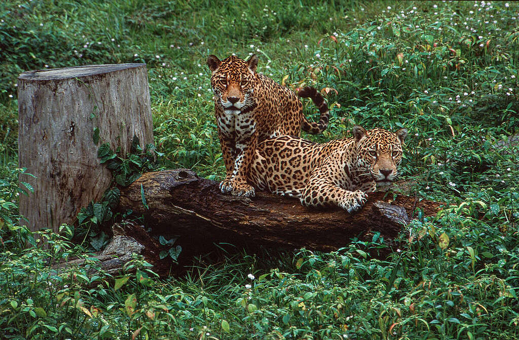 Background Documentation Amazon. © Greenpeace / John Novis