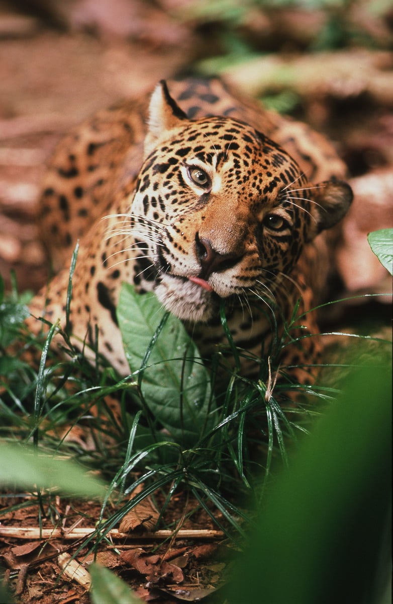 ¿Cuántos jaguares quedan en el mundo y en México en 2025?