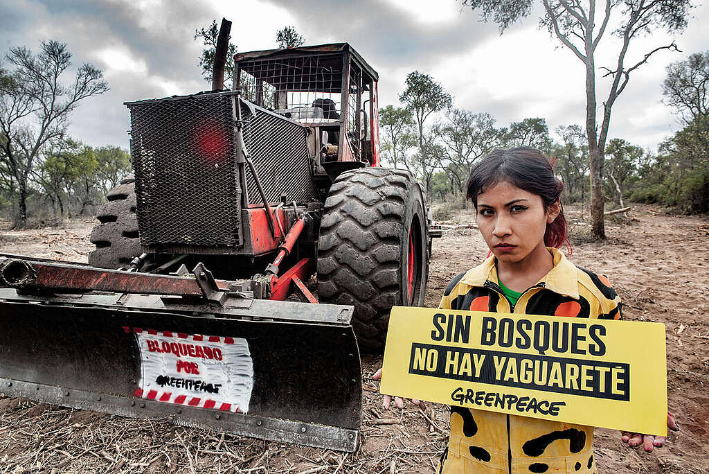 Blockade of Bulldozers that Devastated Forests in Santiago del Estero. © Martin Katz / Greenpeace