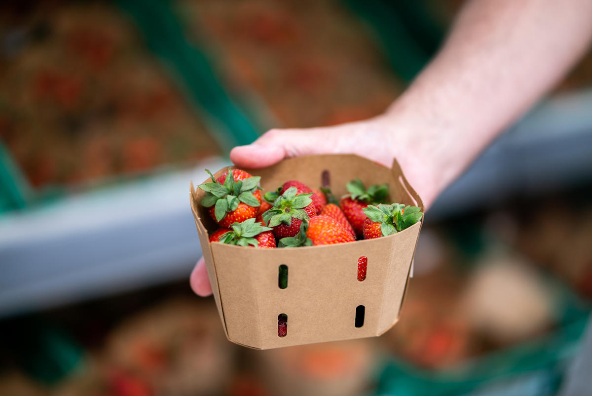 Strawberries in a Cardboard Box. © Isabelle Povey / Greenpeace Strawberries in a Cardboard Box. © Isabelle Povey / Greenpeace