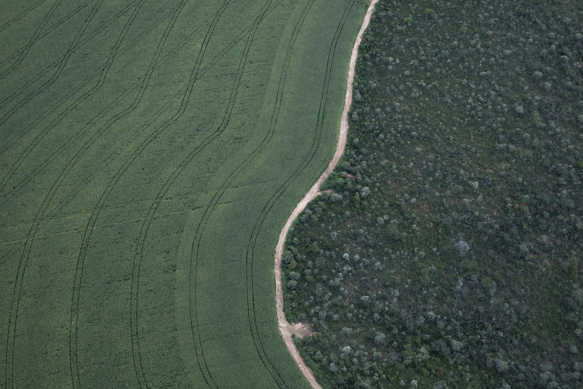 Soya Plantations in Formosa do Rio Preto, Bahia State, Brazil. © Victor Moriyama / Greenpeace Soya Plantations in Formosa do Rio Preto, Bahia State, Brazil. © Victor Moriyama / Greenpeace
