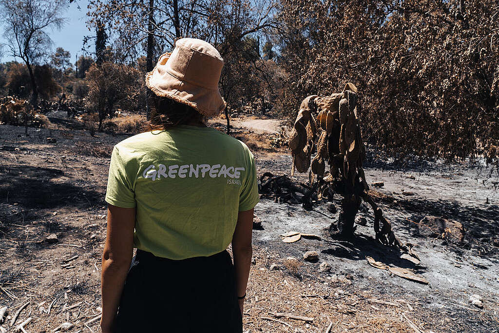 Wildfire near Jerusalem. © Elad Aybes / Greenpeace