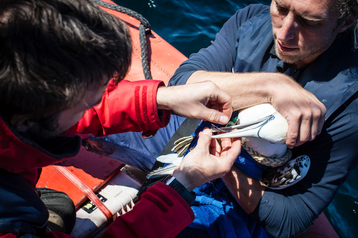 Gannet Rescue, Treshnish Isles, Scotland. © Will Rose / Greenpeace