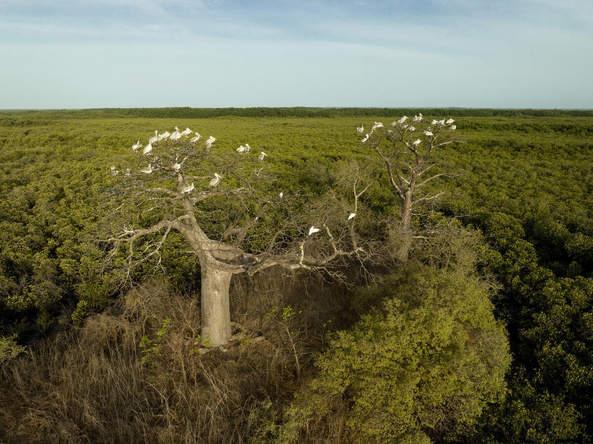 Aerial of Pelicans on Baobab Trees in the Sine-Saloum Delta Biosphere Reserve. © Markus Mauthe / Greenpeace