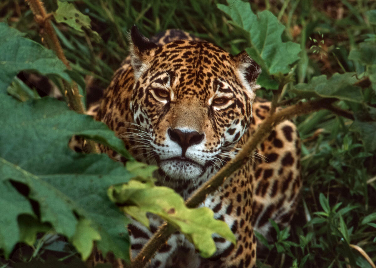 Día de los Derechos de los Animales: ¿por qué especies en riesgo fueron consideradas nocivas en el proyecto del Tren Maya?