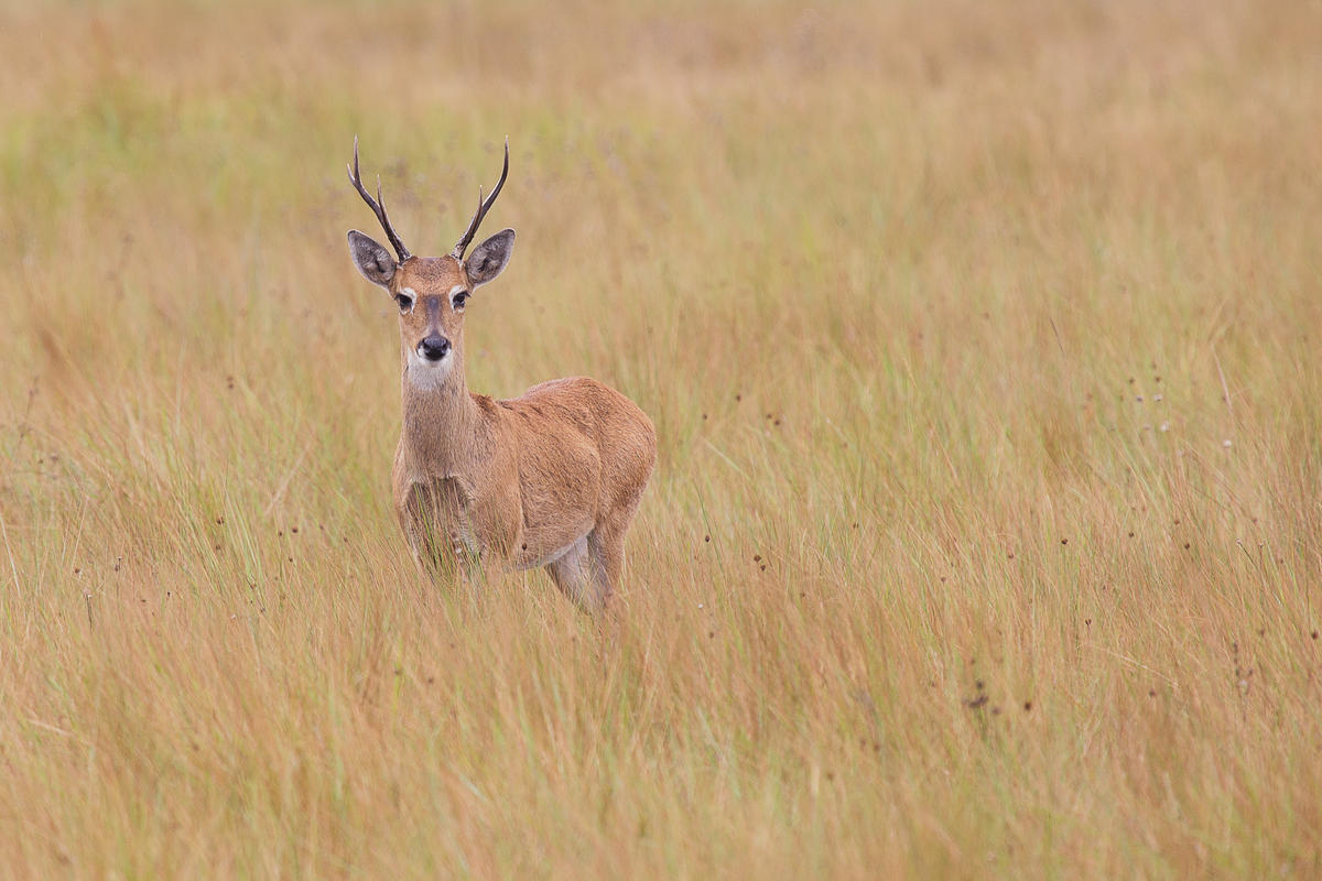 Pampas Deer in Cerrado Region, Brazil. © Nortondefeis/CC BY-SA 4.0 Pampas Deer in Cerrado Region, Brazil. © Nortondefeis/CC BY-SA 4.0
