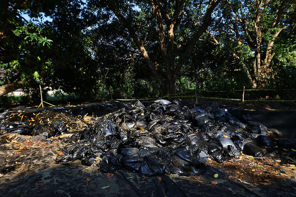 Decenas de bolsas llenas de restos de chapopote, acumuladas en Playa Linda, Veracruz/Jorge Serratos- Greenpeace México