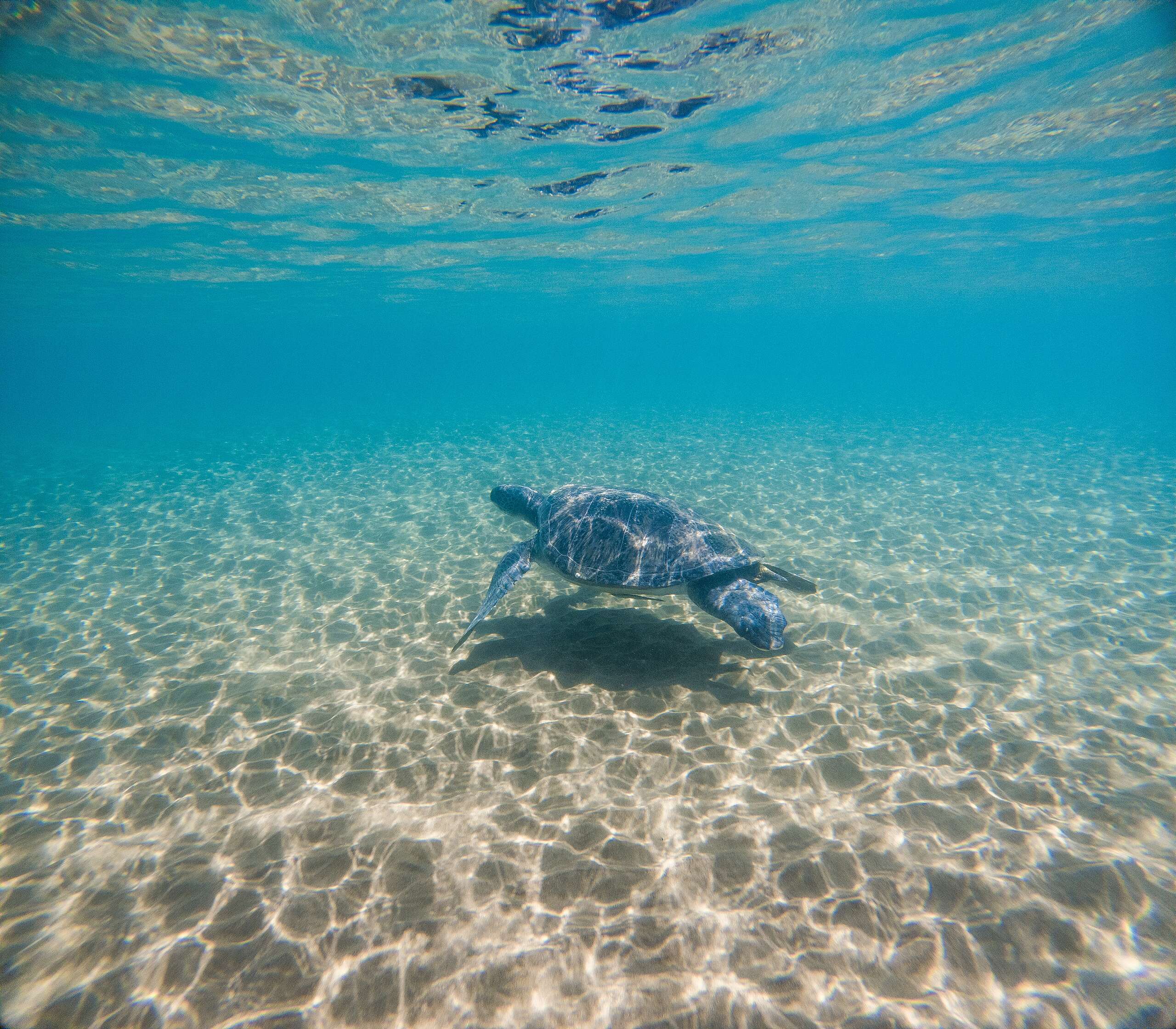 Tortugas marinas: ¿cómo siguen sobreviviendo desde hace millones de años?
