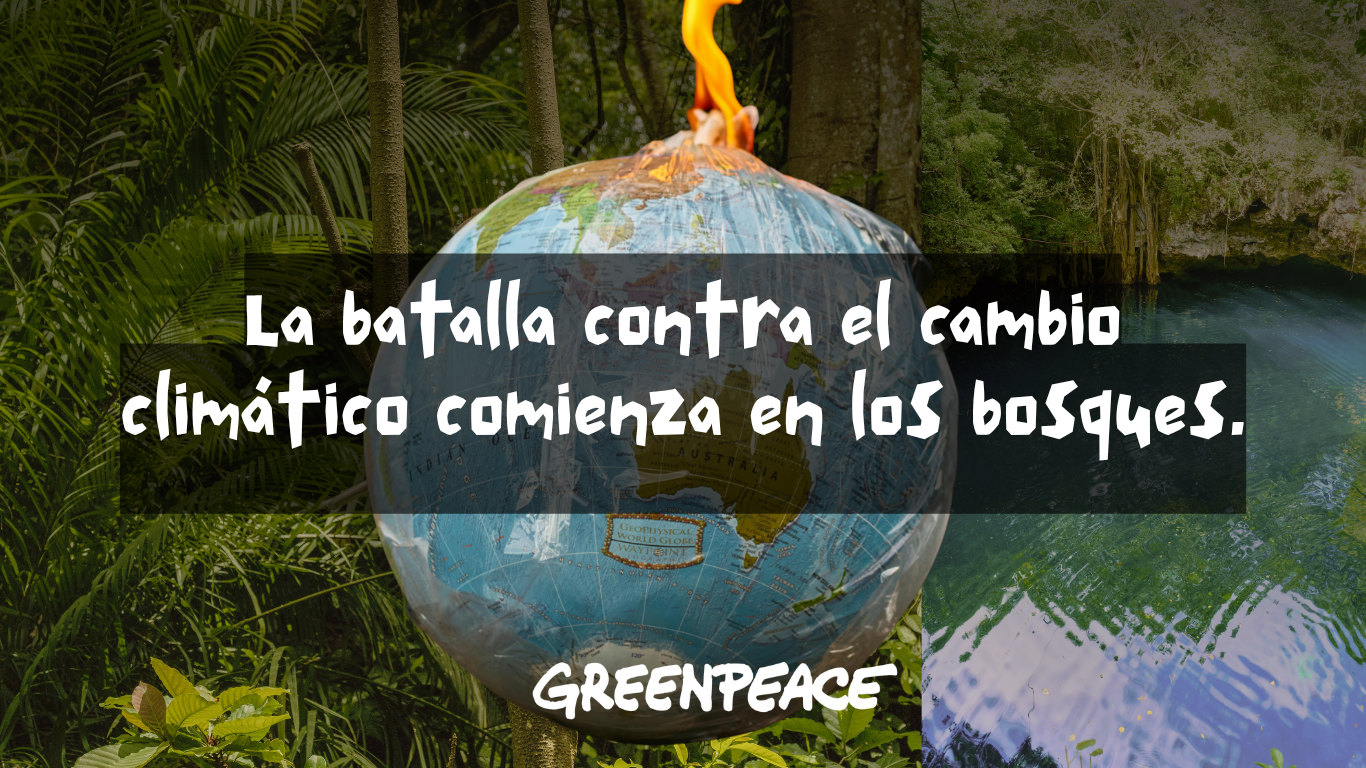 La batalla contra el cambio climático comienza en los bosques.