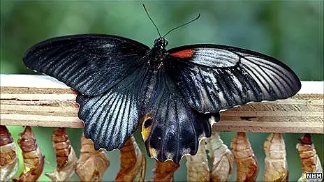 110713140411_butterfly_464x261__nocredit.jpg