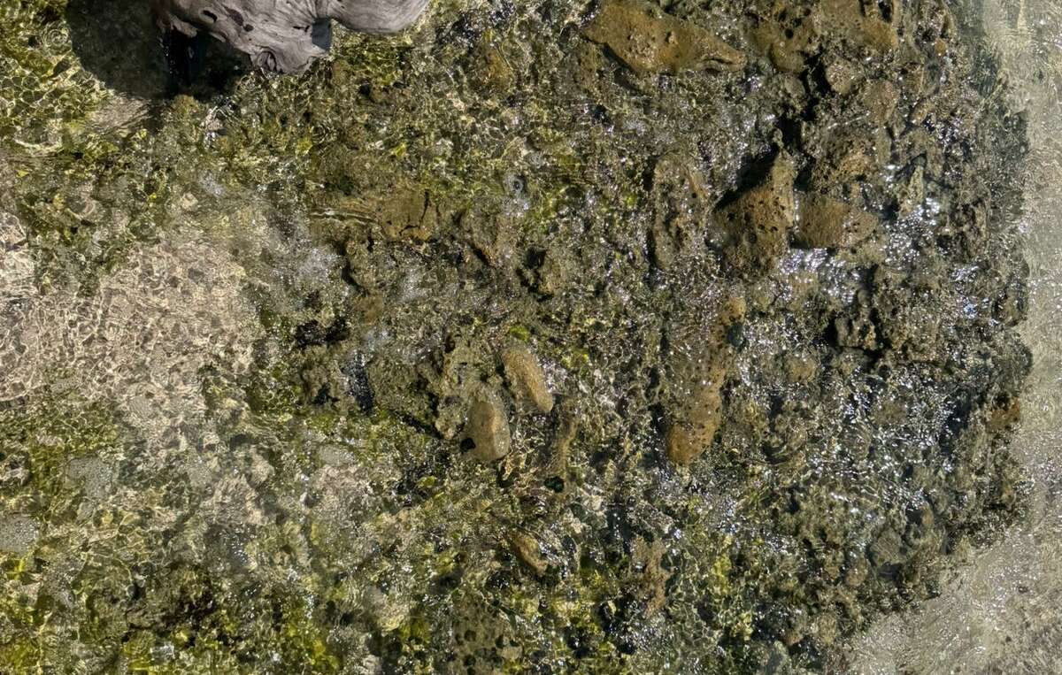 El derrame en el Golfo de México necesita plan de acción integral.