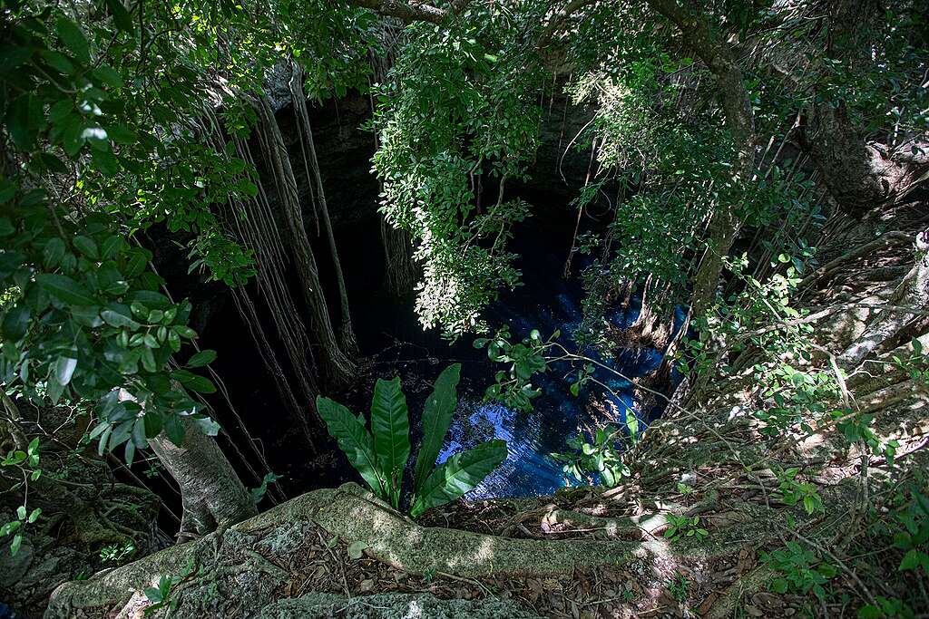 Cenote en Yucatán 2026