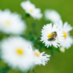Bees on Blossoms in North Germany.
Bienen auf Blueten in Norddeutschland.