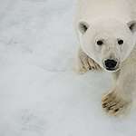 A young polar bear (Ursus maritimus) wanders on ice, seen from the Greenpeace ship during an expedition to document the lowest sea ice level on record.