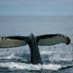 Humpback whales show their flukes while feeding near the Antarctic ice edge in the Southern Ocean.
