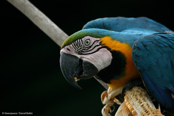 De onbekende schatten van het Amazonewoud