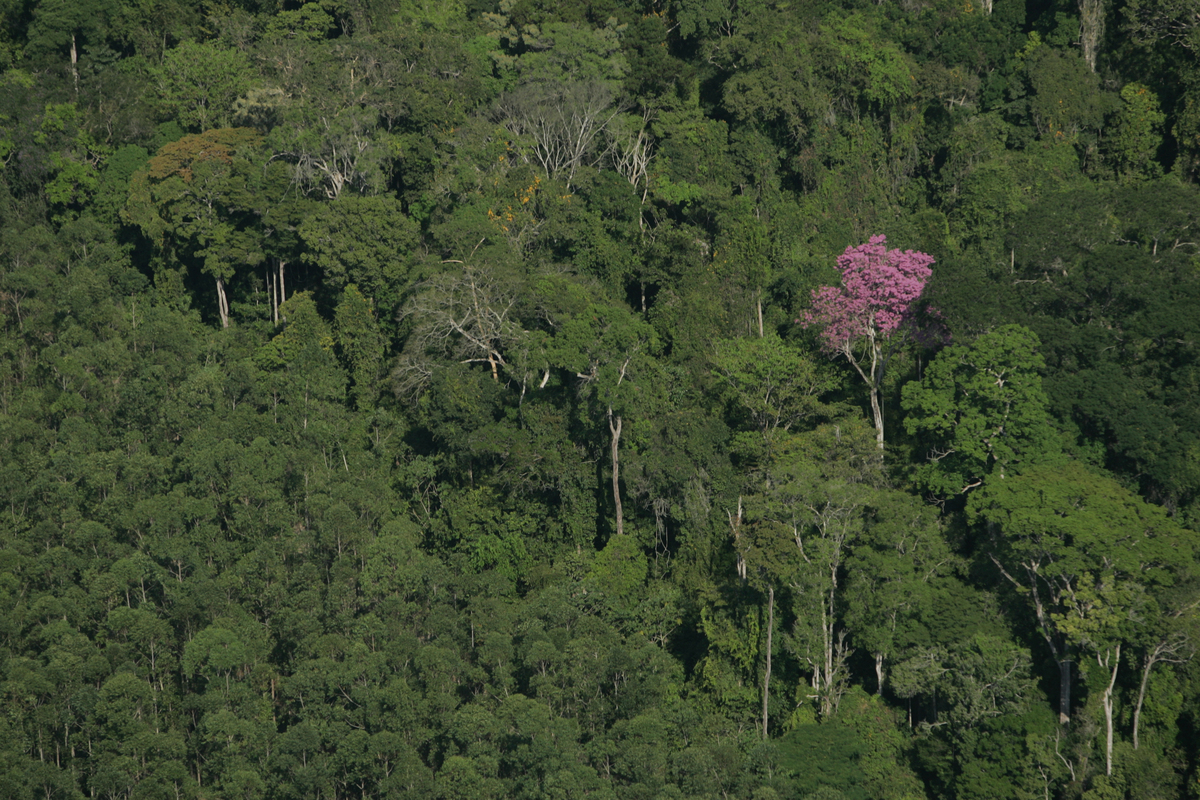 Forests in Para State