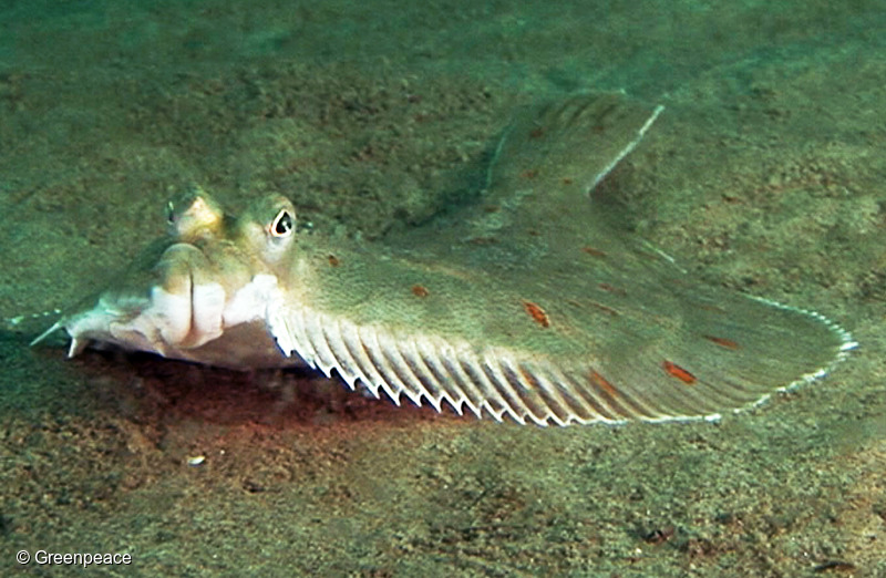 Close-up van een vis op de Klaverbank in de Noordzee