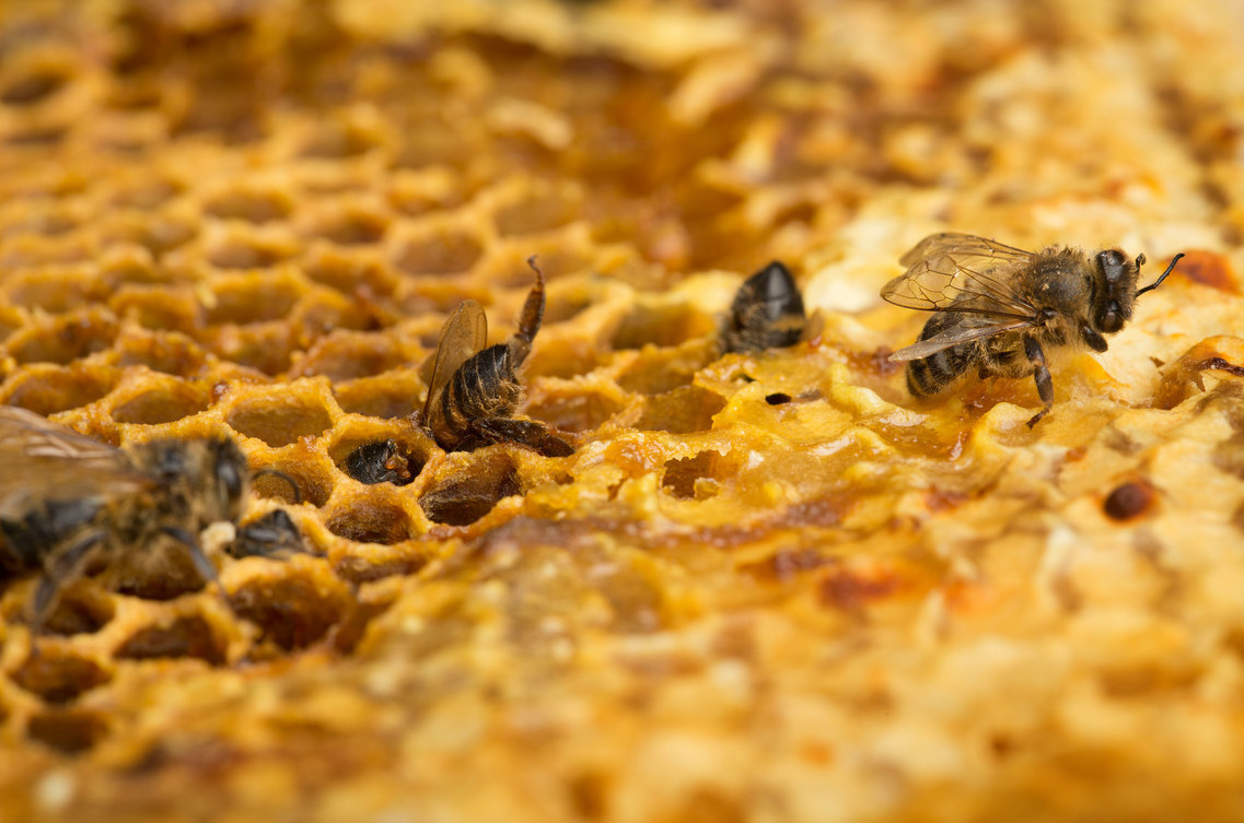 Honeybees Mortality in the Netherlands