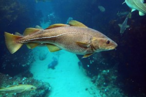 Atlantic Cod