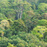The Tambling Wildlife Nature Conservation area is part of the South Bukit Barisan National Park. The forest is located on the southern tip of Sumatra Island and it is a remote area where no public transportation is available.