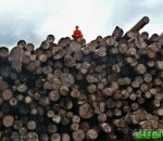 Greenpeace beschildert schip met fout hout in Vlissingen