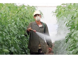 Pesticide-gebruik in Spanje zonder beschermende kleding.