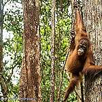 Dieren