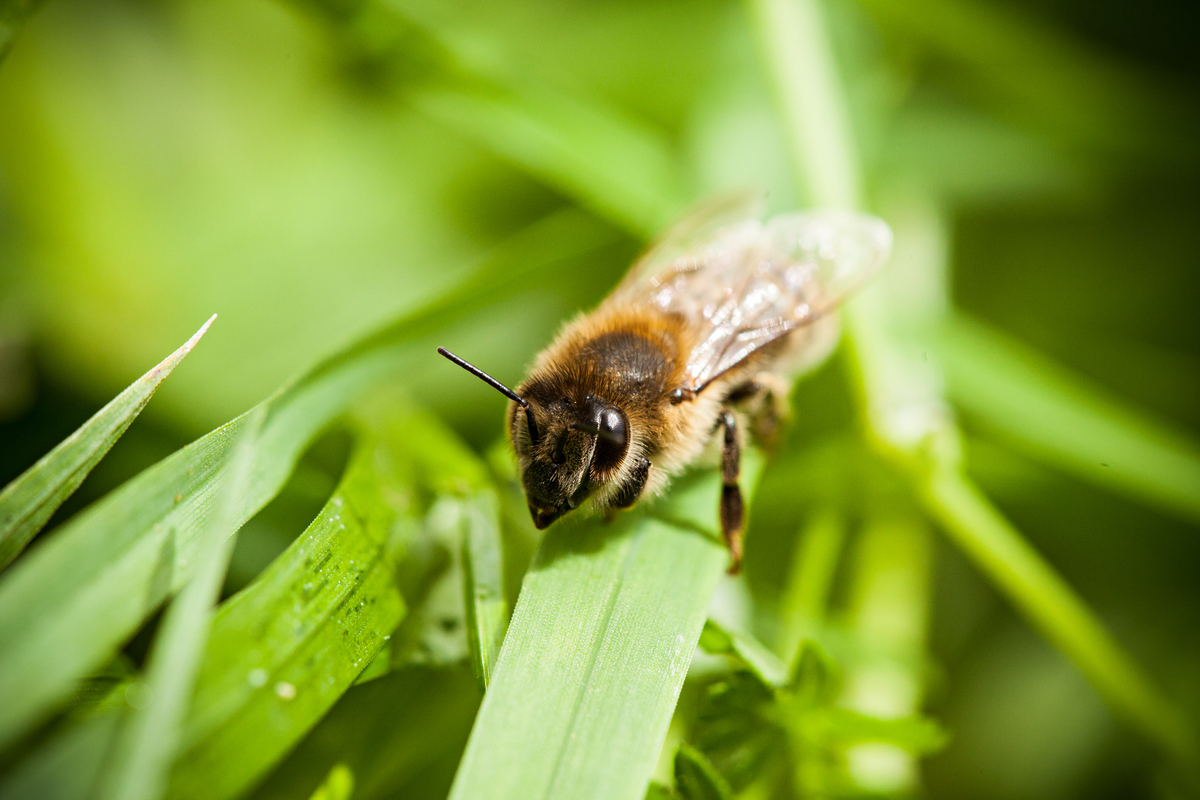 Close up of Bee. © Fred Dott