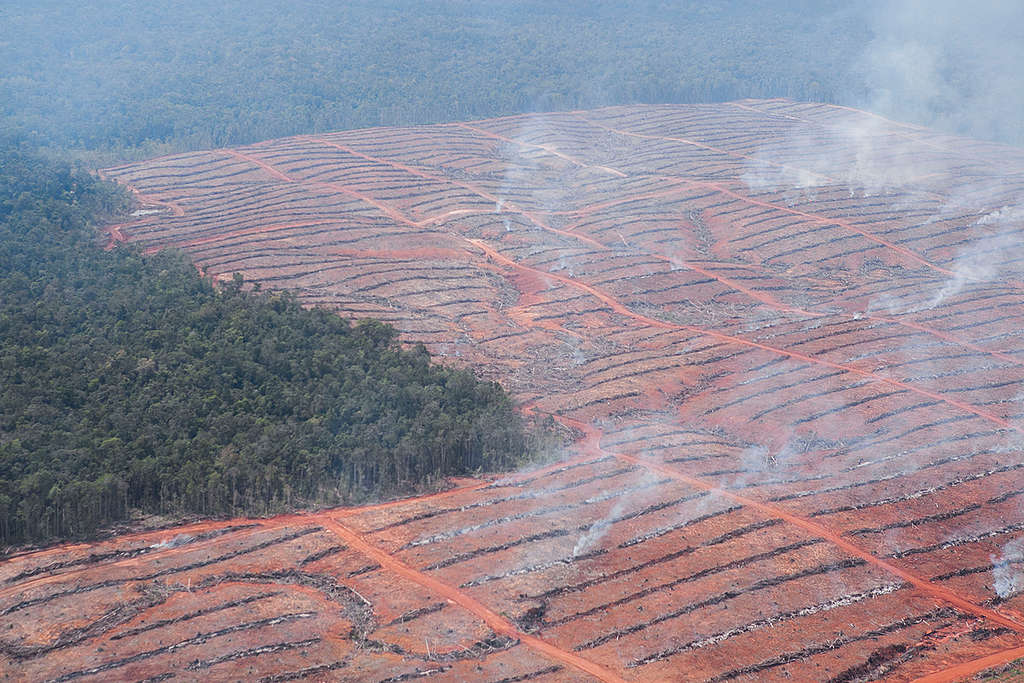 Deforestation in Papua. © Ardiles Rante