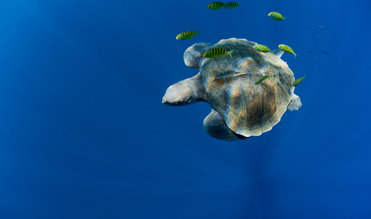 Turtle in the Pacific Ocean. © Paul Hilton