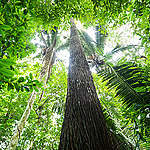 Forest next to the Tapajós river, in Sawré Muybu Indigenous Land, home to the Munduruku people, Pará state, Brazil. Brazilian Government plans to build 43 dams in the Tapajós river basin. The largest planned dam, São Luiz do Tapajós, will impact the life of indigenous peoples and riverside communities. Mega-dams like these threaten the fragile biome of the Amazon, where rivers are fundamental to regeneration and distribution of plant species and the survival of local flora. Renewable energy, such as solar and wind, holds the key to Brazil’s energy future.