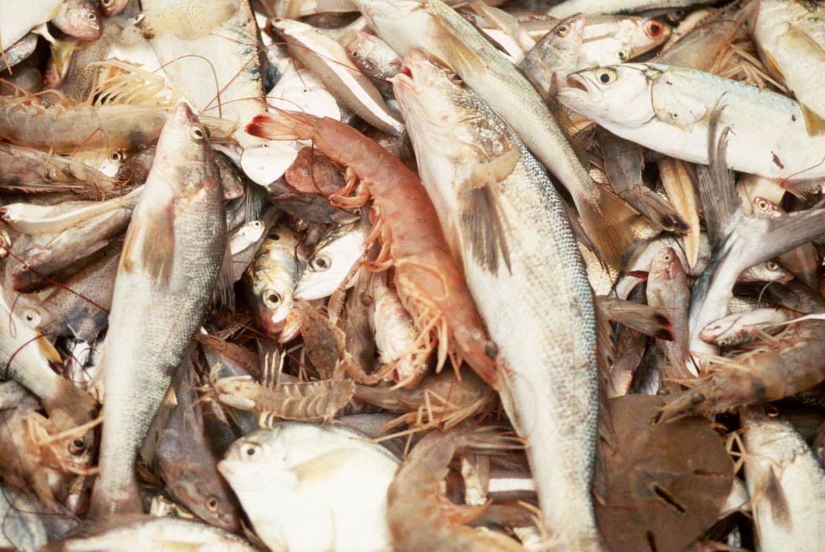 Fish. © Greenpeace / Robert Visser