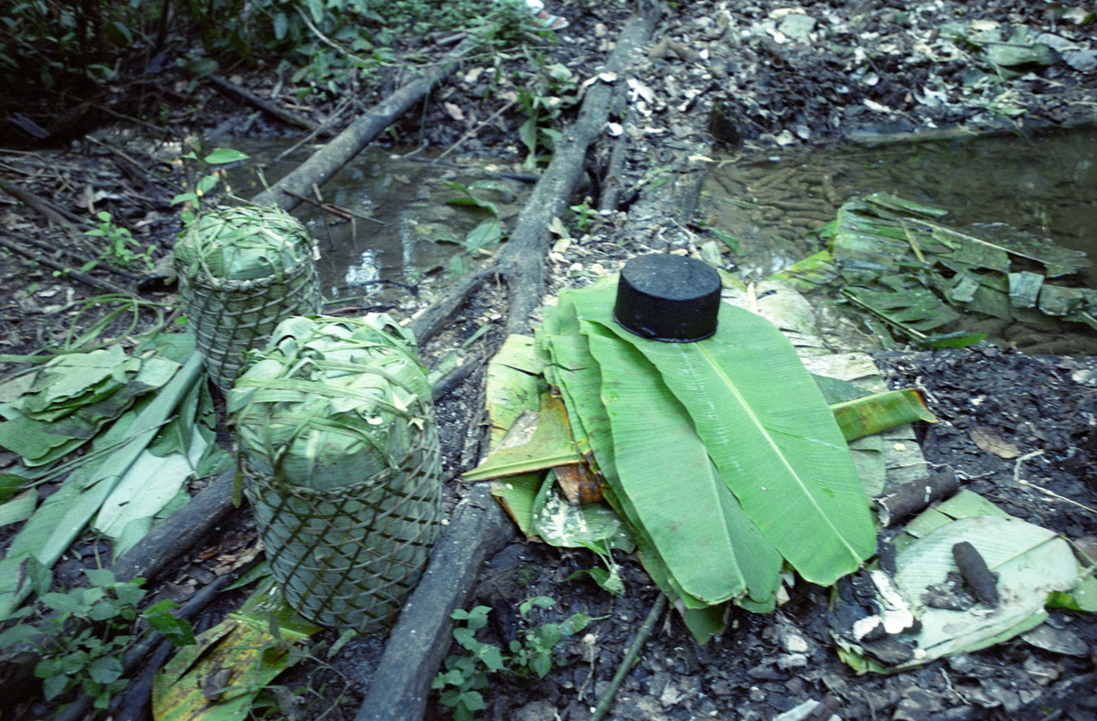 Leaves in the Rainforest. © Greenpeace / Isabelle Rouvillois