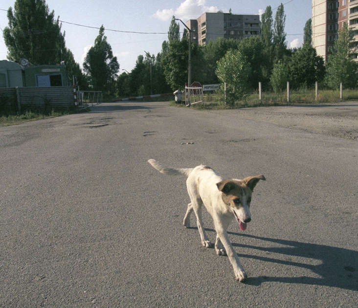 Stray Dog in Pripyat. © Vaclav Vasku / Greenpeace