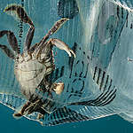 Wat is de plastic soep?