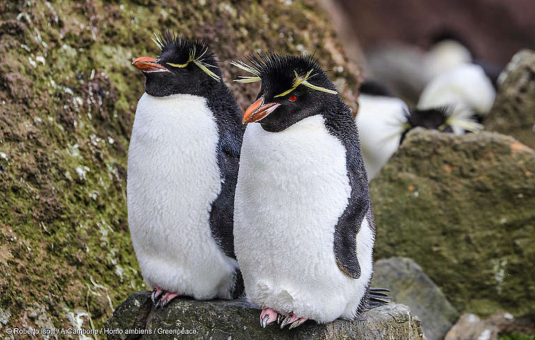 Internationale Dag van de Bedreigde Diersoorten | Greenpeace Nederland