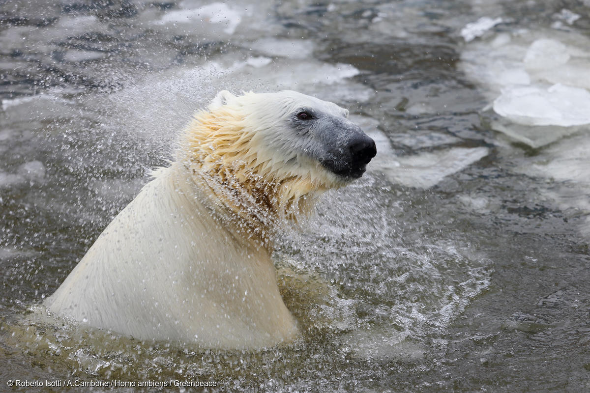 Internationale Dag van de Bedreigde Diersoorten | Greenpeace Nederland