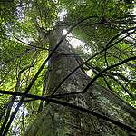 Giant tree in the rainforest.
Baum im Regenwald bei Mondjamboli.